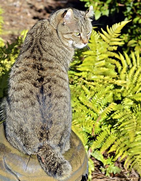 Highlander Cat Breed Info Pictures Temperament And Traits Excited Cats