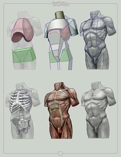 Anatomia Anatomía Artística Arte De Anatomía Humana Tutorial De