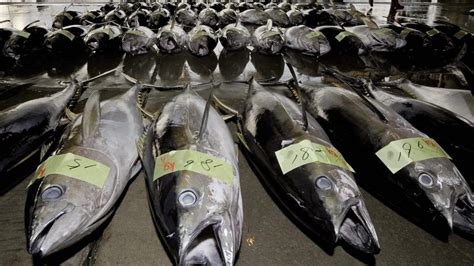 Tuna Overfishing Overfishing Of The Atlantic Bluefin Tuna 2022 11 06