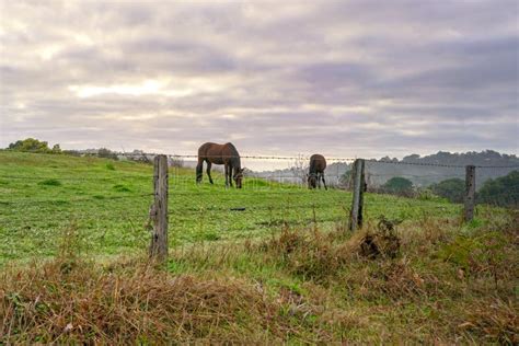 Horses On Green Pastures Country Landscape Stock Photo Image Of