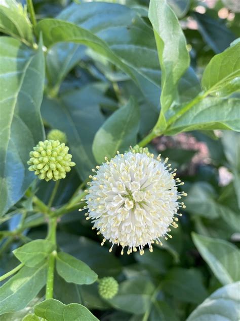 Cephalanthus Occidentalis Cnps El Dorado Chapter Plant Sale