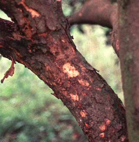 Bark Scaling From Psorosis