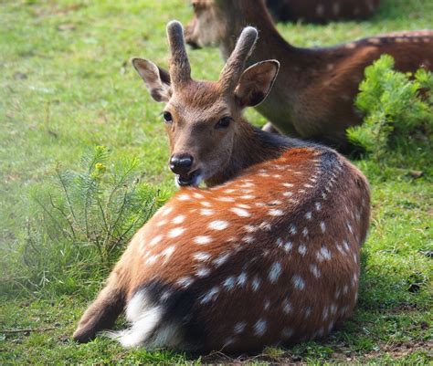 Sika Deer Spike Buck Cervus Nippon 2021 08 15 Zoochat