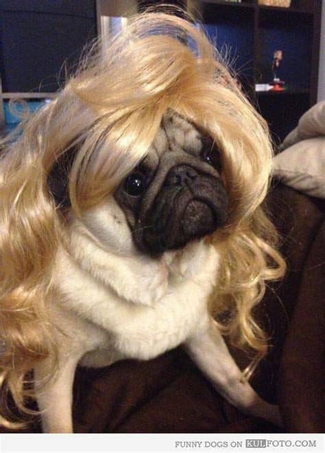 Try blonde hair with lowlights to make your ultra blonde tones really pop! Pug blonde wavy | Cute pugs, Pugs, Pugs funny