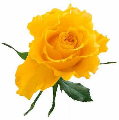 Yellow Transparent Rose Roses Clipart Flowers Flower
