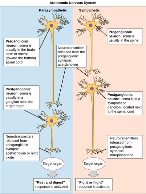 Autonomic Nervous System Biology For Majors Ii