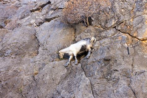 Mountain Goats Climbing On The Rocks — Stock Photo © Mrxiao 27655401