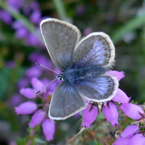 Silver Studded Blue I Made A Short Visit To Prees Heath As Flickr
