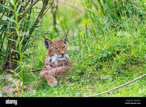 European Lynx Lynx Lynx Stock Photo Alamy