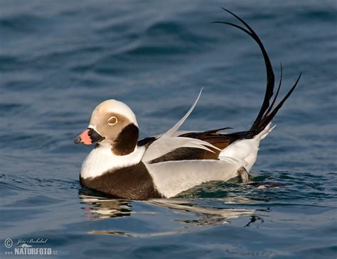 Long Tailed Duck Photos Long Tailed Duck Images Nature Wildlife
