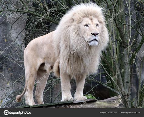 Beautiful White Lion Pictures Images Galleries