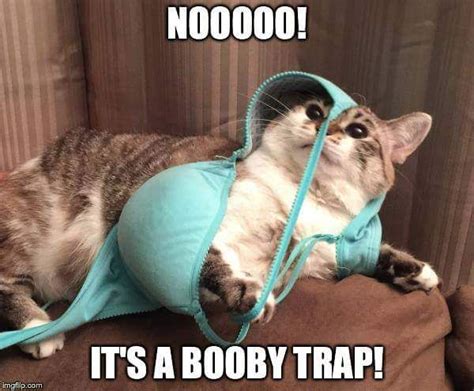 19 Funny Cat Meme That Make You Laugh All Day Memesboy