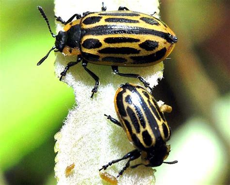 What Do Beetles Eat Beetles Diet Can Beetle Eat Animals Too