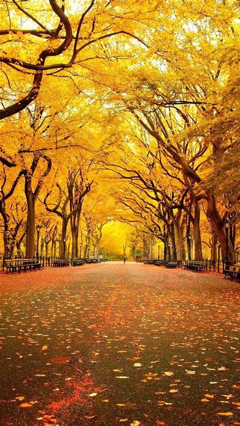 1080p Free Download Best Scenery Yellow Leaves Yellow Leaves
