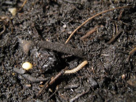 3 Ways To Get Rid Of Centipedes In Your Plant Soil Sc Garden Guru