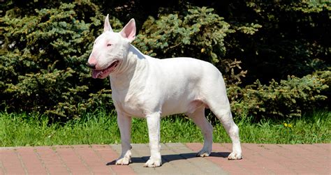 Are Bull Terriers Good Family Dogs? Why You Should Get One ...