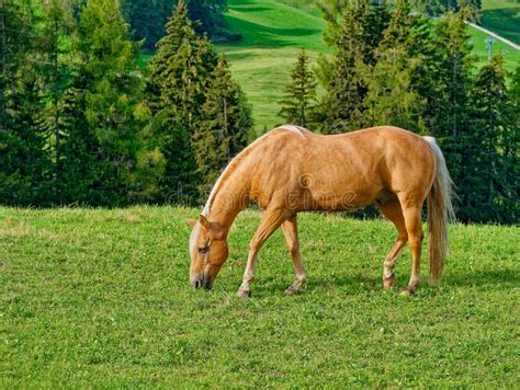 Cheval Marron Sauvage Qui Mange De Lherbe Dans La Prairie Photo Stock