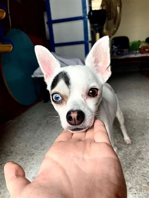 23 Chihuahua Eyebrows L2sanpiero