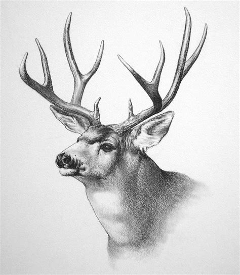 Mule Deer Buck Drawing