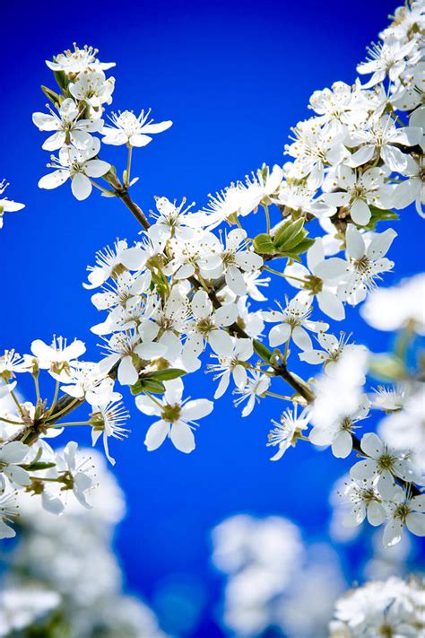Cherry Blossom With Blue Sky Photograph By Raimond Klavins