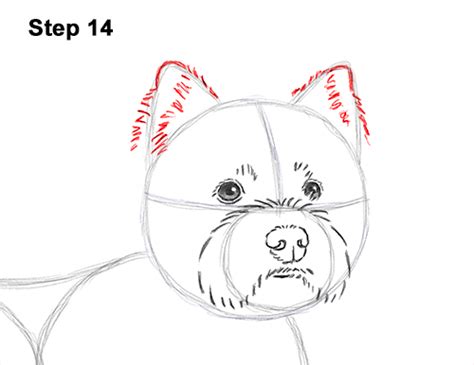How To Draw A Westie Dog Video And Step By Step Pictures