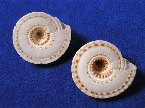 Sundials Spiral Staircase Seashells Shells Sea Shells Sea