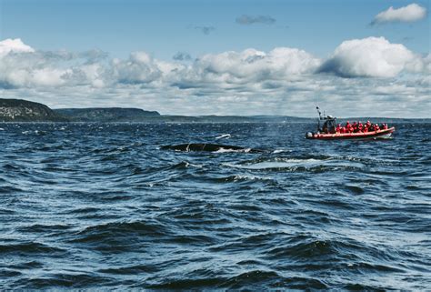 Québec Les baleines du Saint Laurent BEYOND THE OCEAN