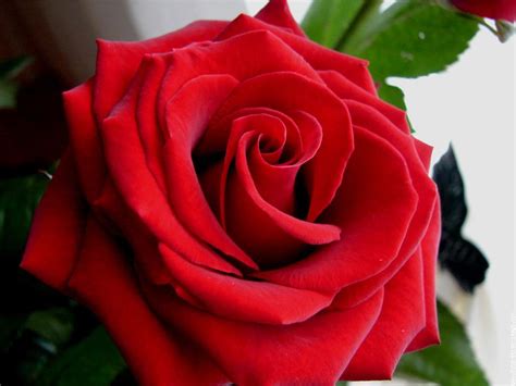 Red Flowers Images Wallpapers Gallery
