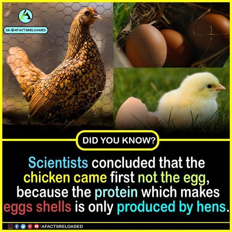 Scientists Concluded That The Chicken Came First Not The Egg Because