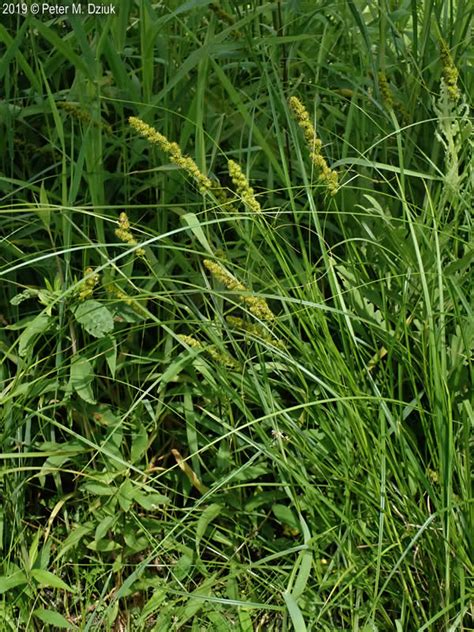 Carex Annectens Yellow Fruit Sedge Minnesota Wildflowers