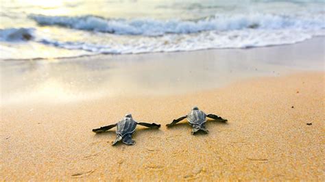 Sea Turtle Season Cabovivo