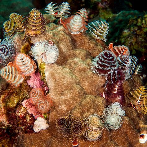 Florida Keys Diving Christmas Tree Worms