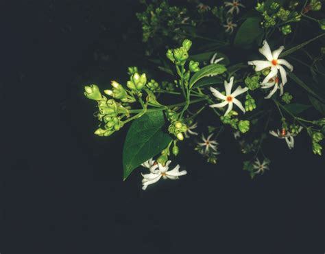 Parijat Flower Harsingar Plant Information Benefits Growing Tips
