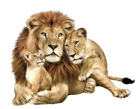 Lion Lioness And Cub Drawing Peepsburghcom