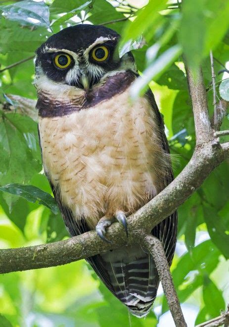 Spectacled Owl Birdwatching Owls Drawing Beautiful Birds Owl