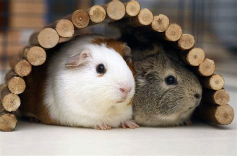 How To Keep Your Guinea Pig Warm In Winter Pets At Home