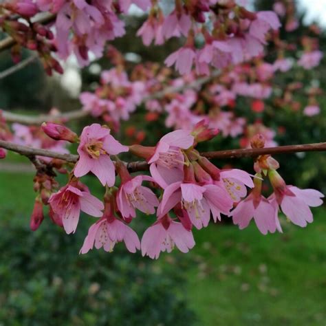 Prunus Okame Flowering Cherry Tree Okame In Gardentags Plant