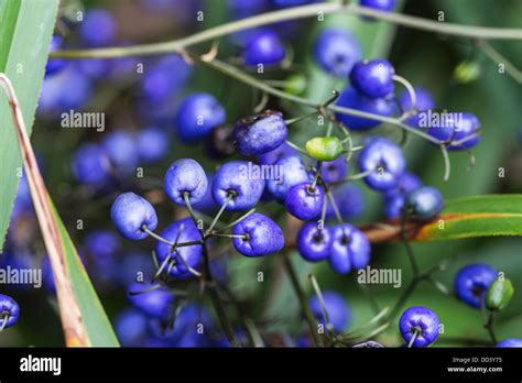 Indigo Royal Blue Berries Of The Australian And Tasmanian Evergreen