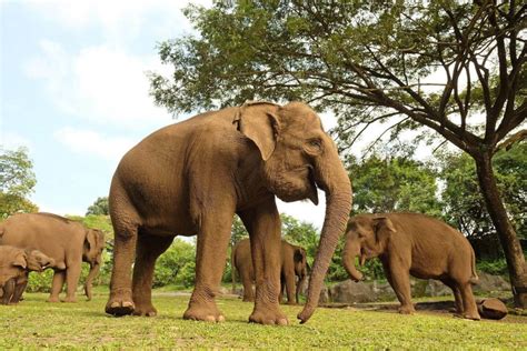 Bali juga merupakan salah satu pulau di kepulauan nusa tenggara. Native Animals of Indonesia - Bali Safari Marine Park