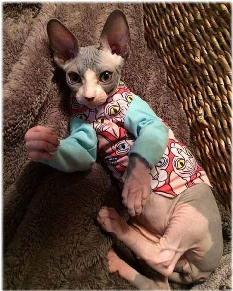 Explore a wide range of the best sphynx cats on aliexpress to find one that suits you! Cat Clothes Mother Sphynx Cat Head Hearts T-Shirt Long ...