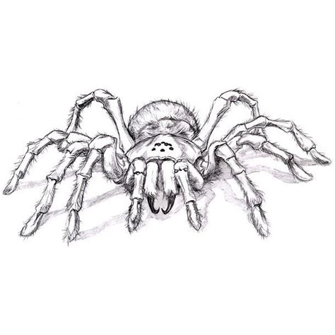 Scary Tarantula Tattoo Design Scary Drawings Spider Drawing Dark