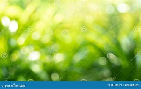 Beautiful Blur Greenery Leaf In Forestnature Background Ideas Stock