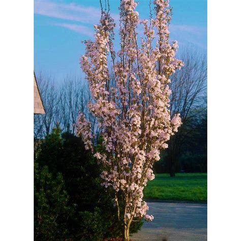 Buy 3 Ft Amanogawa Cherry Blossom Tree With Narrow Columnar Growth And