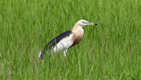 Burung Blekok Sawah : Klasifikasi, Ciri-Ciri, Makanan dan Habitat
