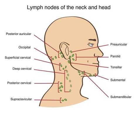 Lymphoma Symptoms 9 Signs Of Hodgkins And Non Hodgkins Lymphoma