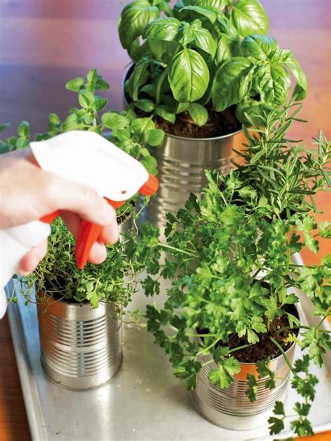 Grow Your Own Kitchen Countertop Herb Garden On Hgtv Countertop