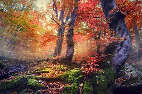 Nature Landscape Sunrise Forest Mist Fall Colorful Trees Moss