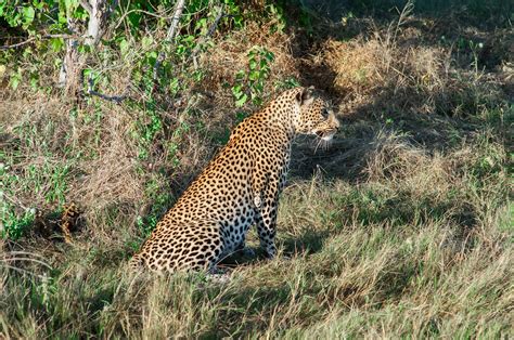 Botswana Linyanti Marsh 2017 Leopard Lwh50 Flickr
