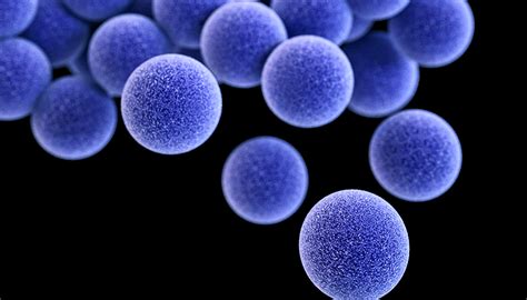 2 Genes Protect Staph Bacteria From Coppers Powers Futurity