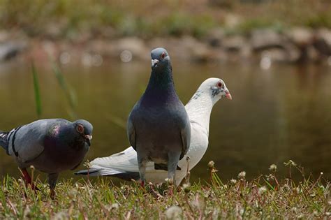 Pigeons Doves Birds Free Photo On Pixabay Pixabay